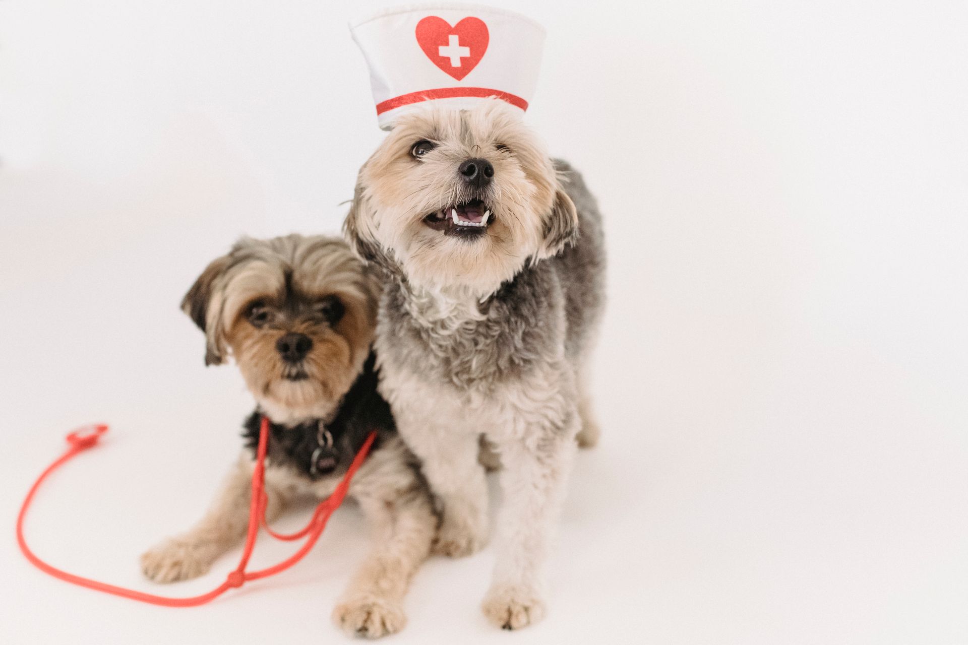 Two Yorkshire Terriers posing with a nurse hat, showcasing playful charm on a white background.